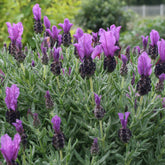 Kuiflavendel 'Magical ® Posy Purple' - Lavandula stoechas magical® posy purple 'kolma pop - Willemse