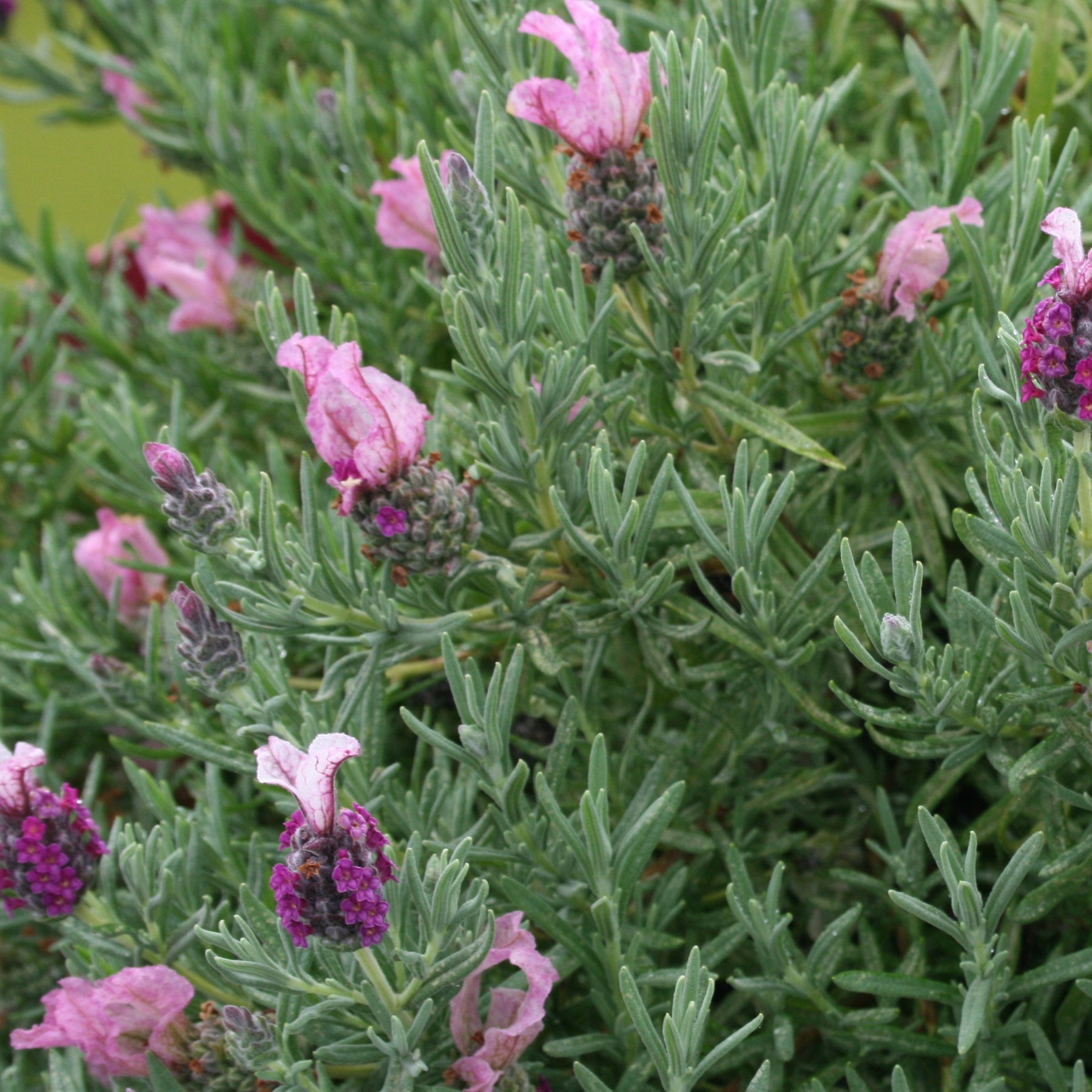 Kuiflavendel 'Magical ® Posy Pink' - Lavandula stoechas magical® posy pink 'kolmapopi' - Willemse