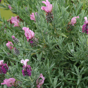 Kuiflavendel 'Magical ® Posy Pink' - Lavandula stoechas magical® posy pink 'kolmapopi' - Willemse