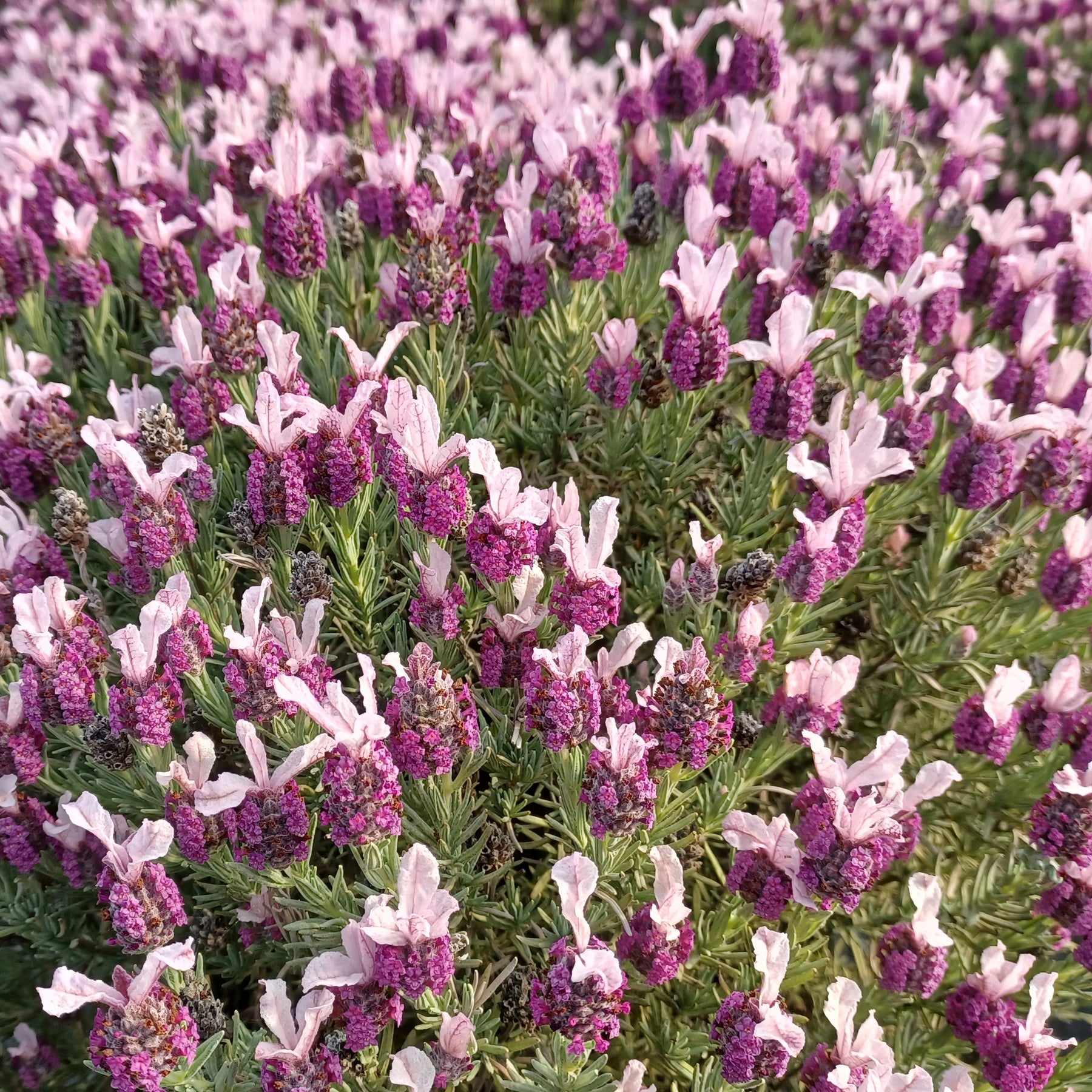 Lavandula stoechas magical® posy pink 'kolmapopi' - Kuiflavendel 'Magical ® Posy Pink' - Lavendel