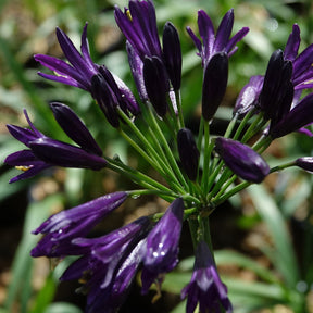 Afrikaanse lelie 'Pitchoune Violet' - Agapanthus x pitchoune ® violet 'mill04' - Willemse