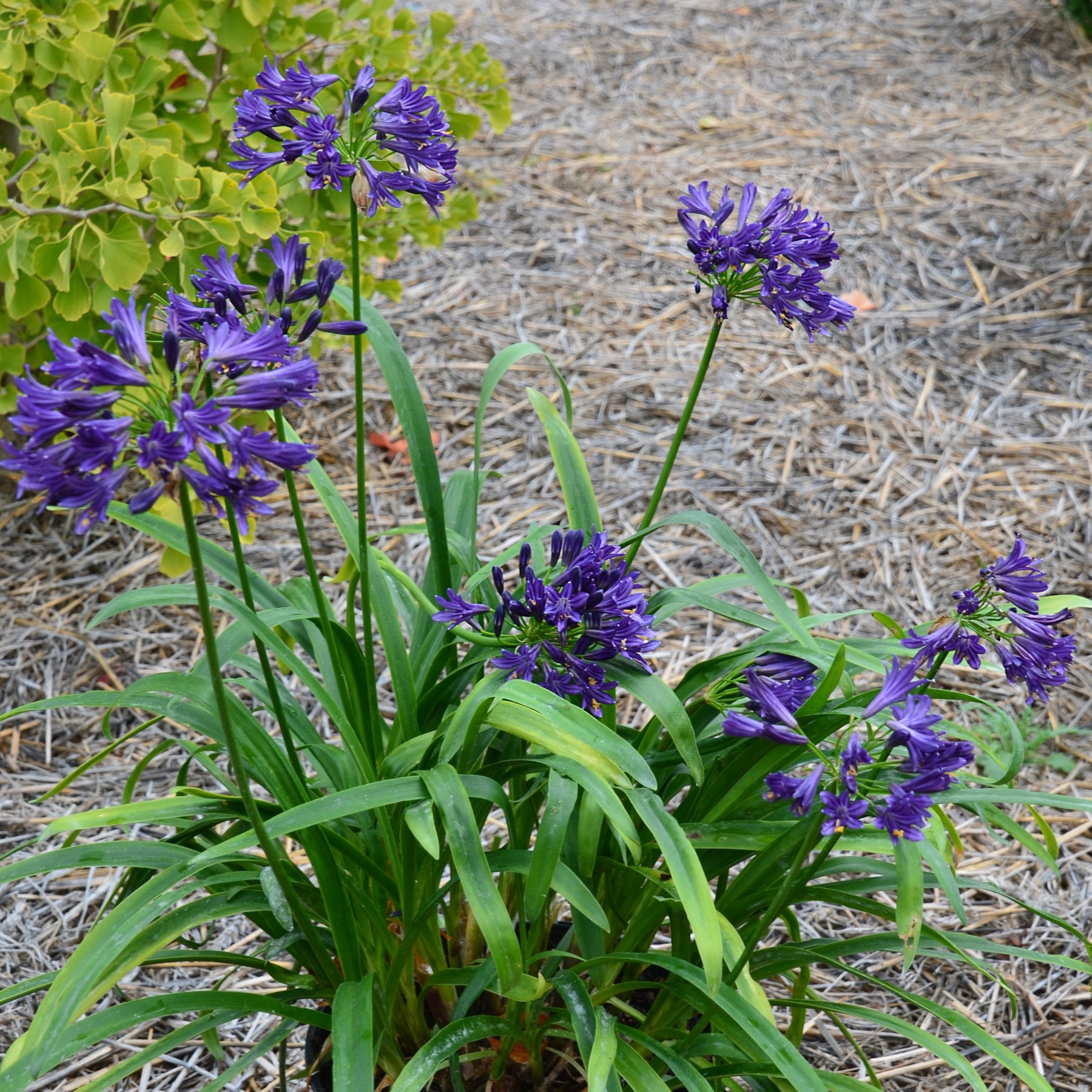 Agapanthus x pitchoune ® violet 'mill04' - Afrikaanse lelie 'Pitchoune Violet' - Agapanthus