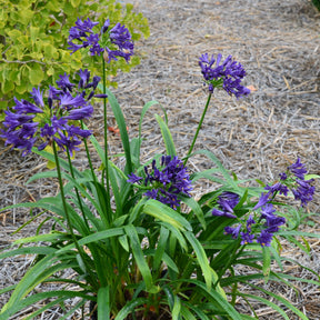 Agapanthus x pitchoune ® violet 'mill04' - Afrikaanse lelie 'Pitchoune Violet' - Agapanthus