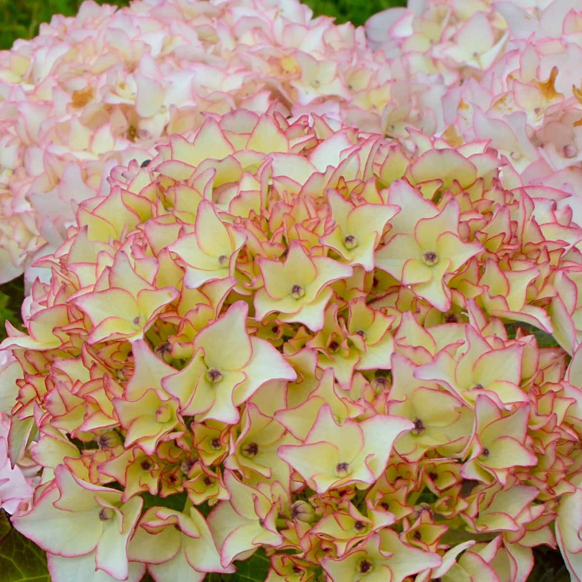 Boerenhortensia 'Dolce® France' - Hydrangea macrophylla dolce ® france ‘dolfranc' - Willemse