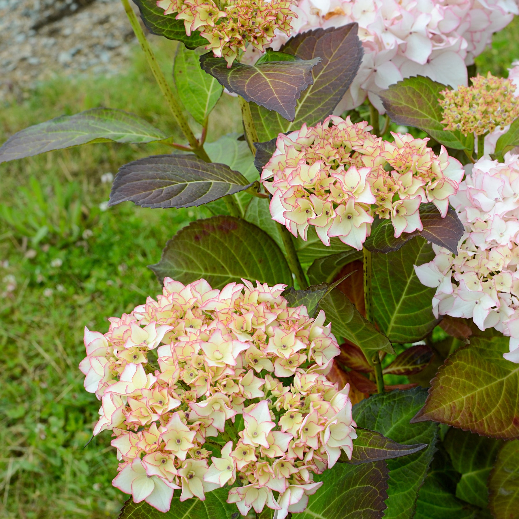Boerenhortensia 'Dolce® France' - Willemse
