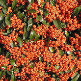 Vuurdoorn 'Saphyr® Orange Cadange' - Willemse