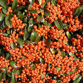 Vuurdoorn 'Saphyr® Orange Cadange' - Willemse