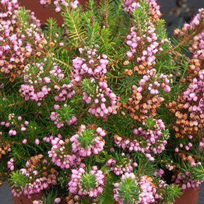 Zwerfheide 'St. Keverne' - Willemse