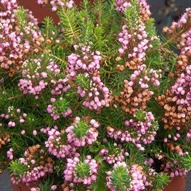 Zwerfheide 'St. Keverne' - Willemse