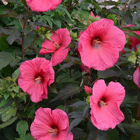 Altheastruik 'Tangri Planet ® Griotte Tangri' - Willemse