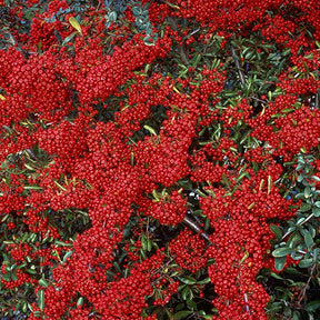 Vuurdoorn 'Saphyr® Rouge Cadrou' - Pyracantha  saphyr ® rouge'cadrou' - Willemse