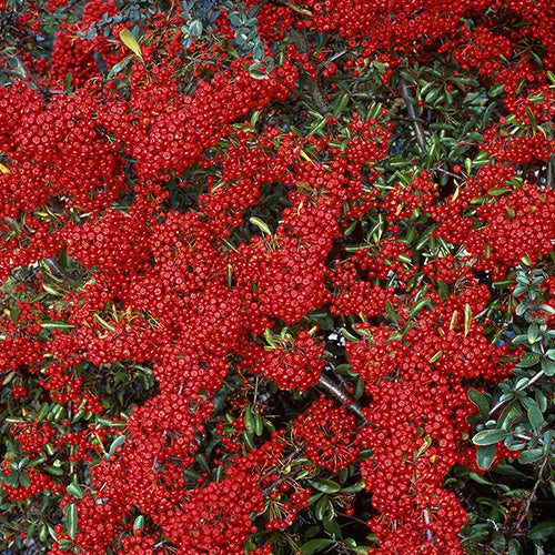 Vuurdoorn 'Saphyr® Rouge Cadrou' - Pyracantha  saphyr ® rouge'cadrou' - Willemse