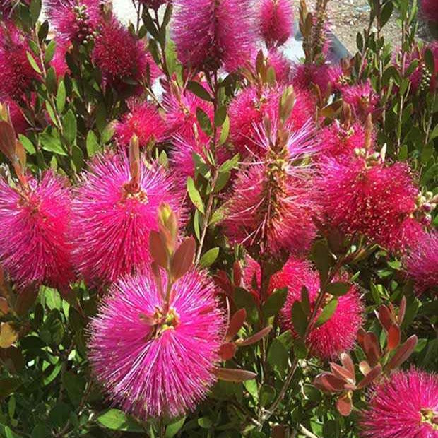 Bloeiende heesters - Lampepoetserplant 'Hot Pink' - Callistemon viminalis Hot Pink