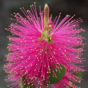 Lampepoetserplant 'Hot Pink' - Callistemon viminalis Hot Pink - Willemse