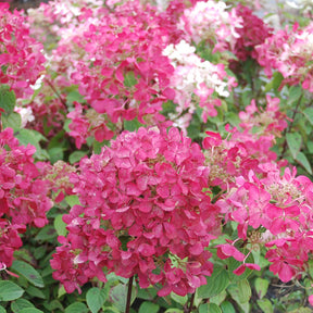 Pluimhortensia 'Diamant Rouge' - Hydrangea paniculata diamant rouge ® 'rendia' - Willemse