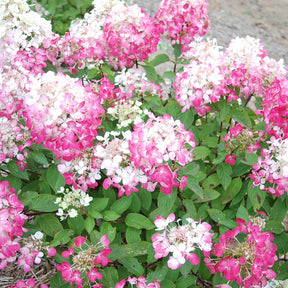 Hydrangea paniculata diamant rouge ® 'rendia' - Pluimhortensia 'Diamant Rouge' - Pluimhortensia