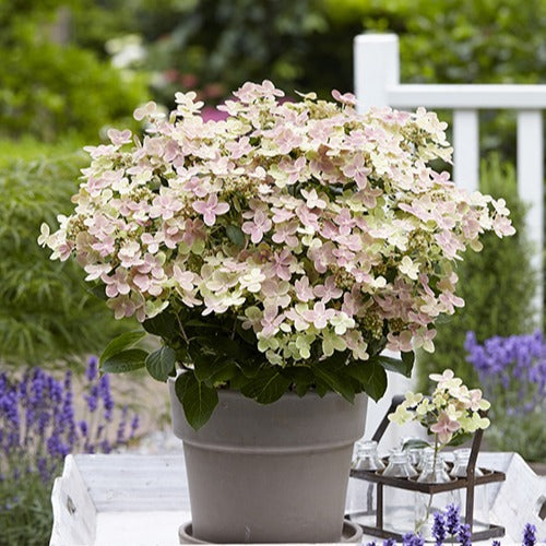 Pluimhortensia Hydrangea paniculata Roze-Wit - Winterhard - Willemse
