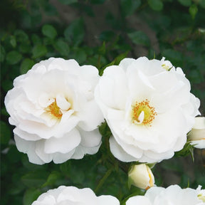 Klimroos 'Hella' - Rosa Hella - Willemse