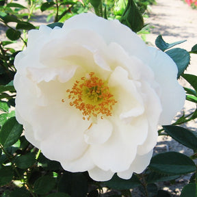 Klimroos 'Hella' - Willemse