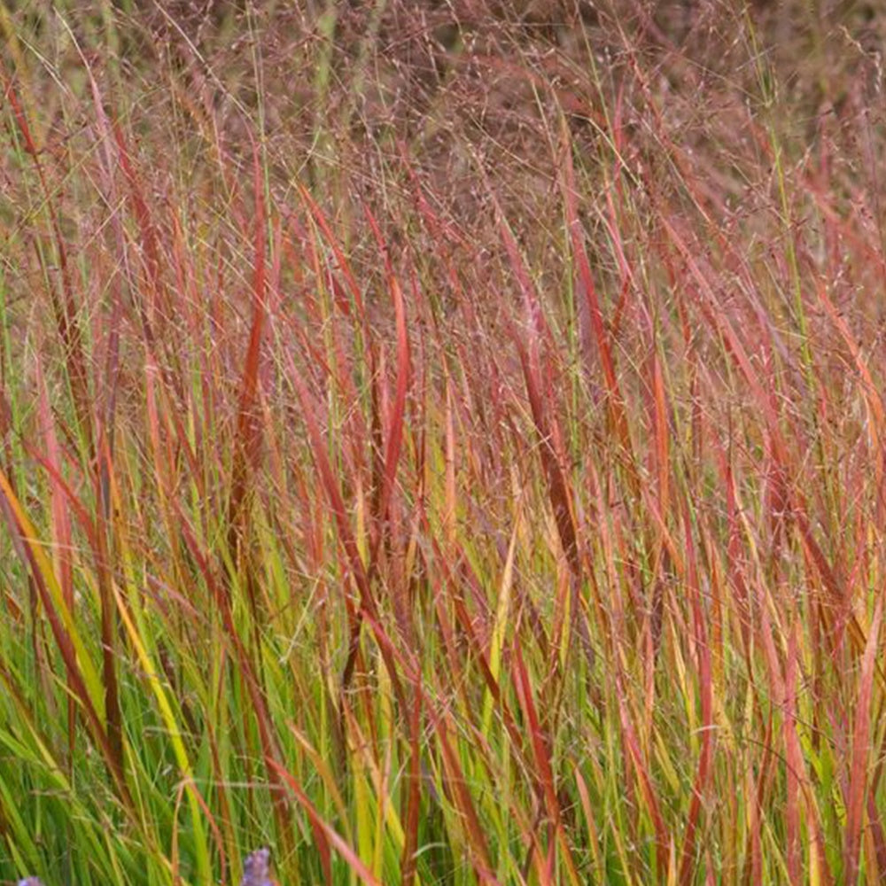 Vingergras 'Rehbraum' - Willemse