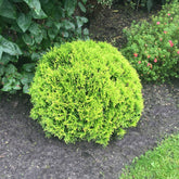 Levensboom 'Mirjam' - Thuja occidentalis Mirjam - Willemse