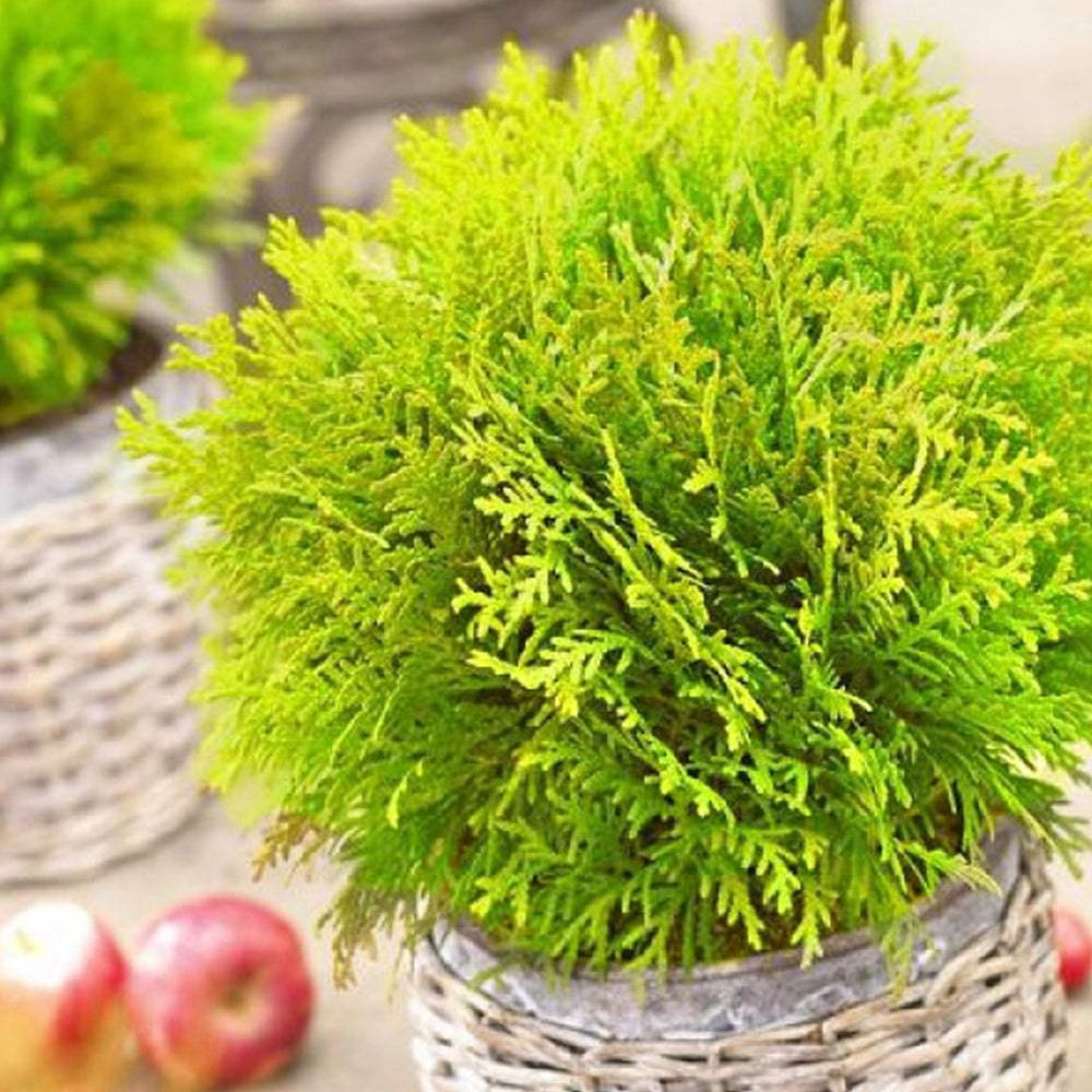 Levensboom 'Mirjam' - Willemse