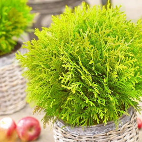 Levensboom 'Mirjam' - Willemse