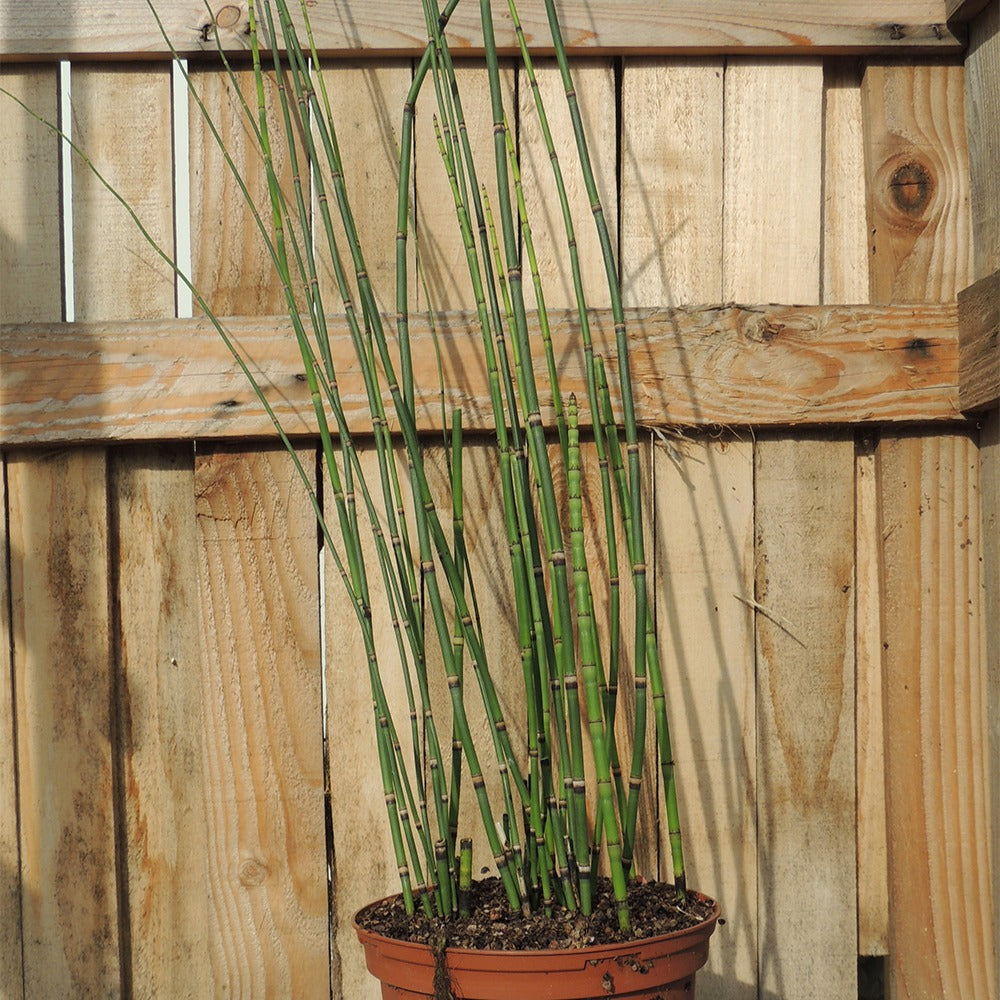 Japanse holpijp - Equisetum japonicum - Willemse