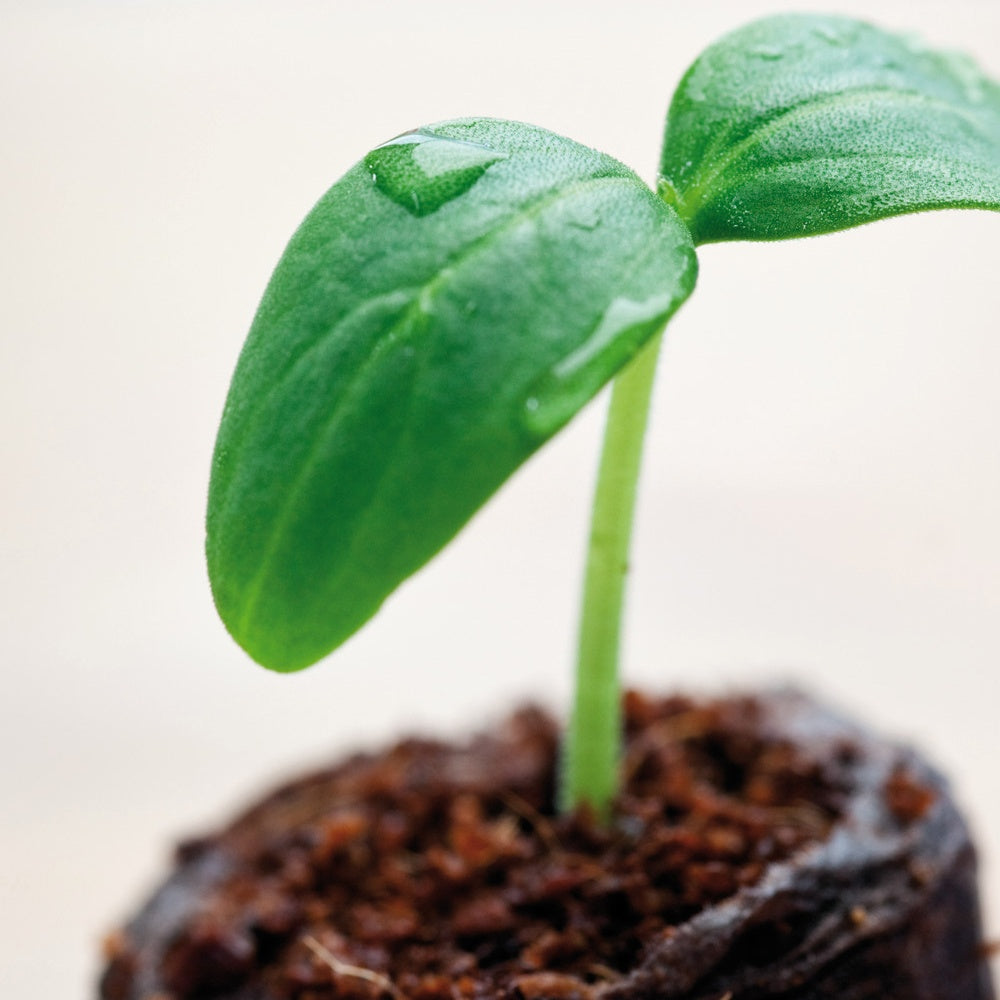 Kokosnoot zuigtabletten gedehydrateerd - Willemse