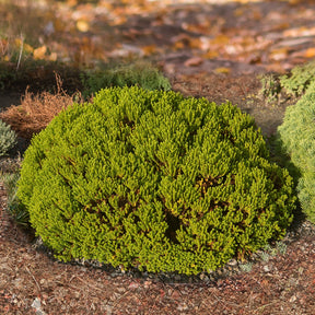 Hebe Emerald Green - Struik veronica  'Emerald Green' - Balkon- en terrasplanten