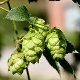 Hop 'Magnum' - Humulus lupulus magnum - Willemse