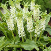 Ananasplant (x3) - Willemse