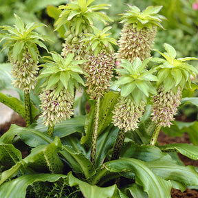 Ananasplant - bicolor (x3) - Willemse