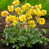 Oxalis Double Trouble (x5) - Willemse
