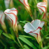 Collectie oxalis (x15) - Willemse