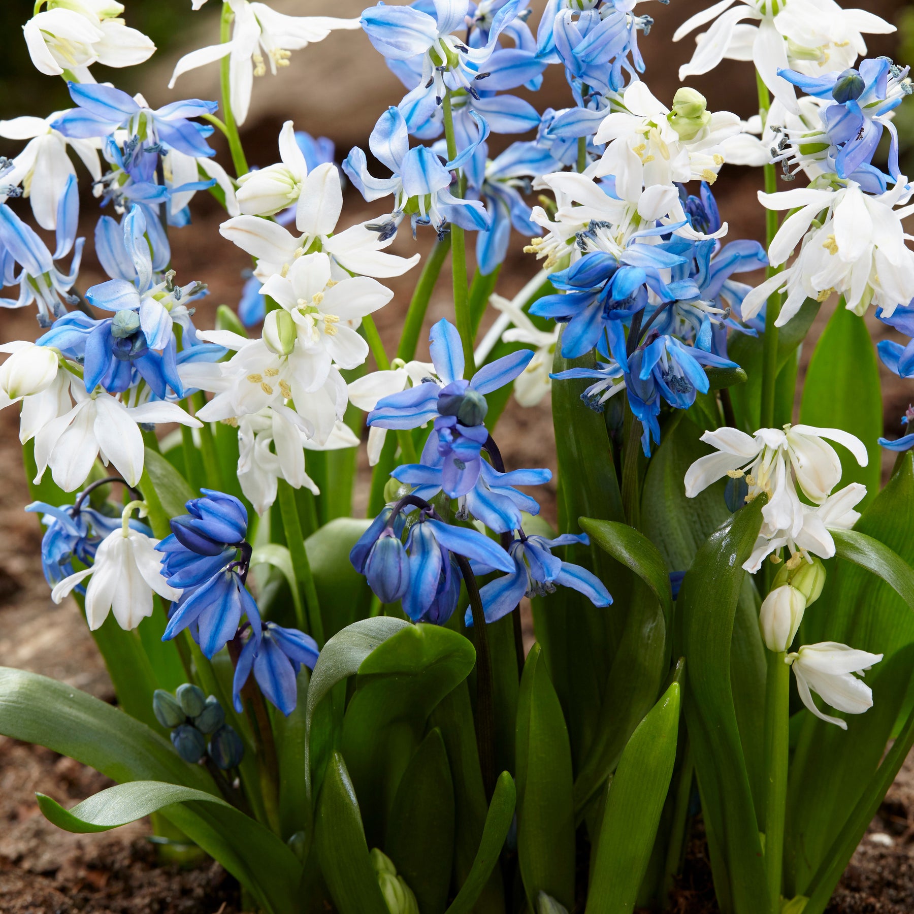 Oosterse sterhyacint - Scilla siberica