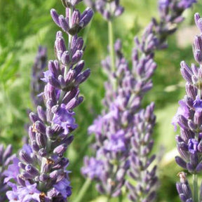 Lavendel - Lavendel 'Grosso' - Lavandula angustifolia Grosso