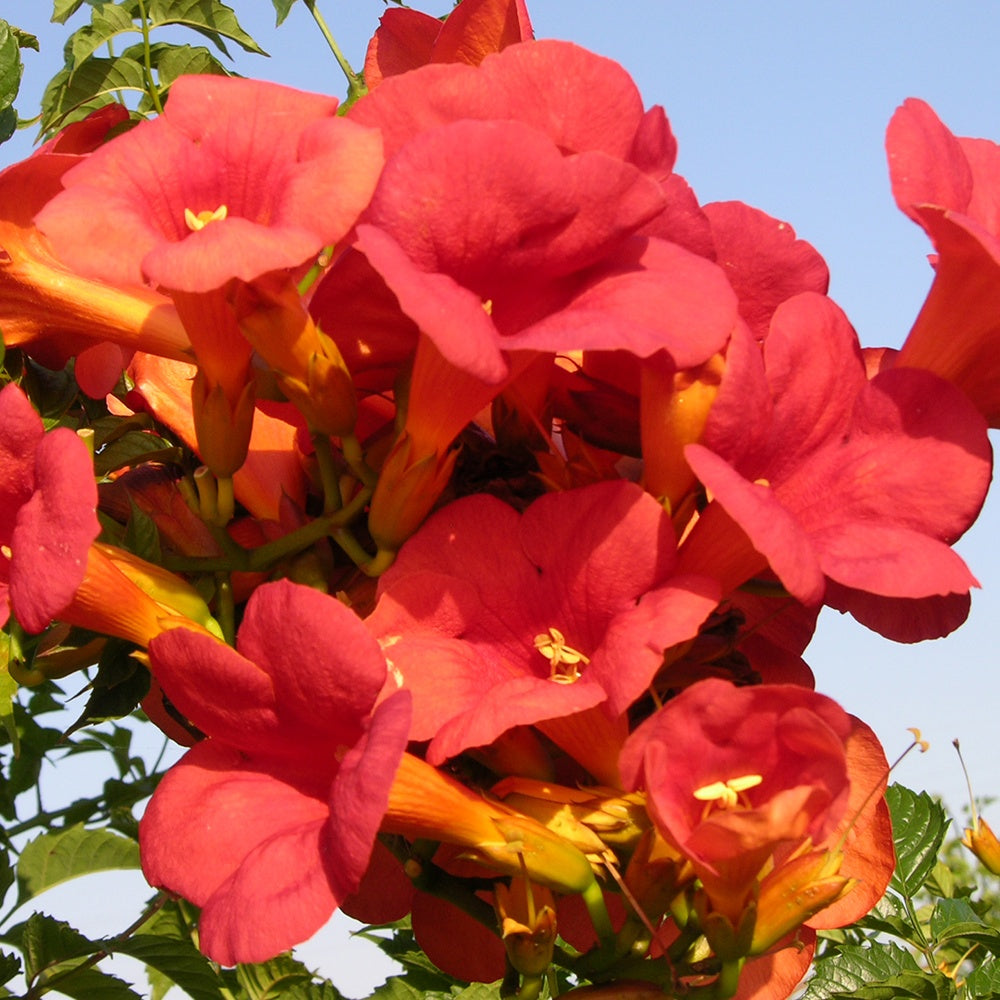 Verkoop Trompetbloem 'Madame Gallen' - Campsis radicans x tagliabuana Madame Galen