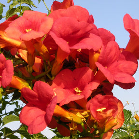 Verkoop Trompetbloem 'Madame Gallen' - Campsis radicans x tagliabuana Madame Galen