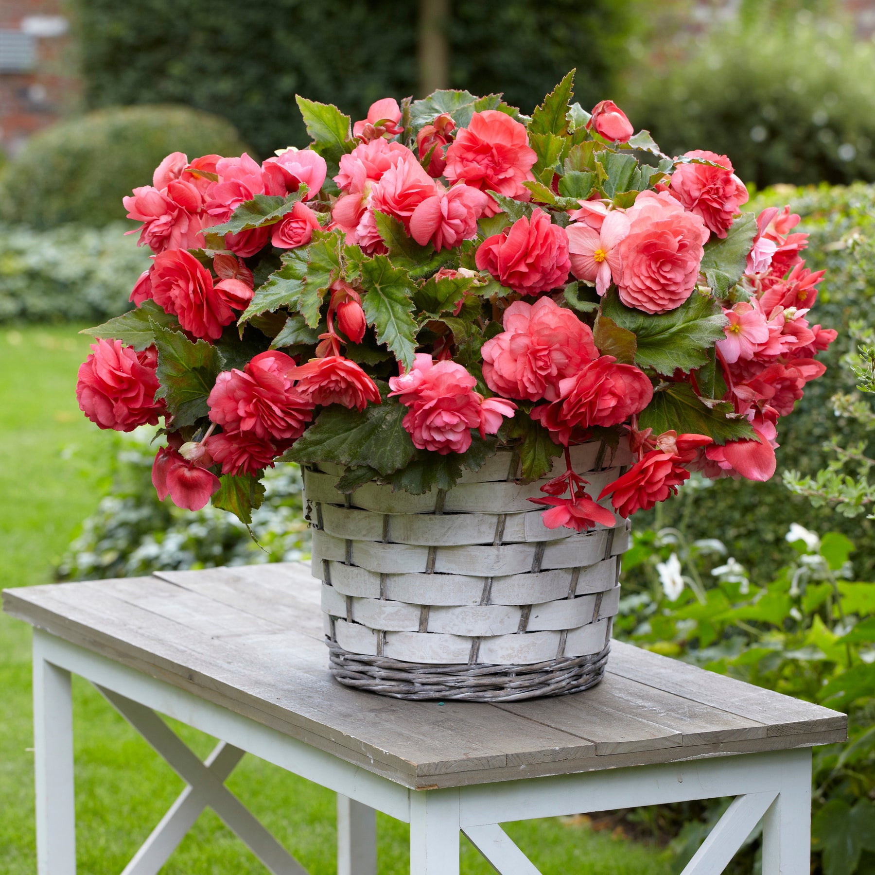 Hangbegonia 'Pink Delight' (x5) - Begonia odorata pink delight - Willemse