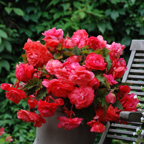 Hangbegonia 'Pink Delight' (x5) - Willemse
