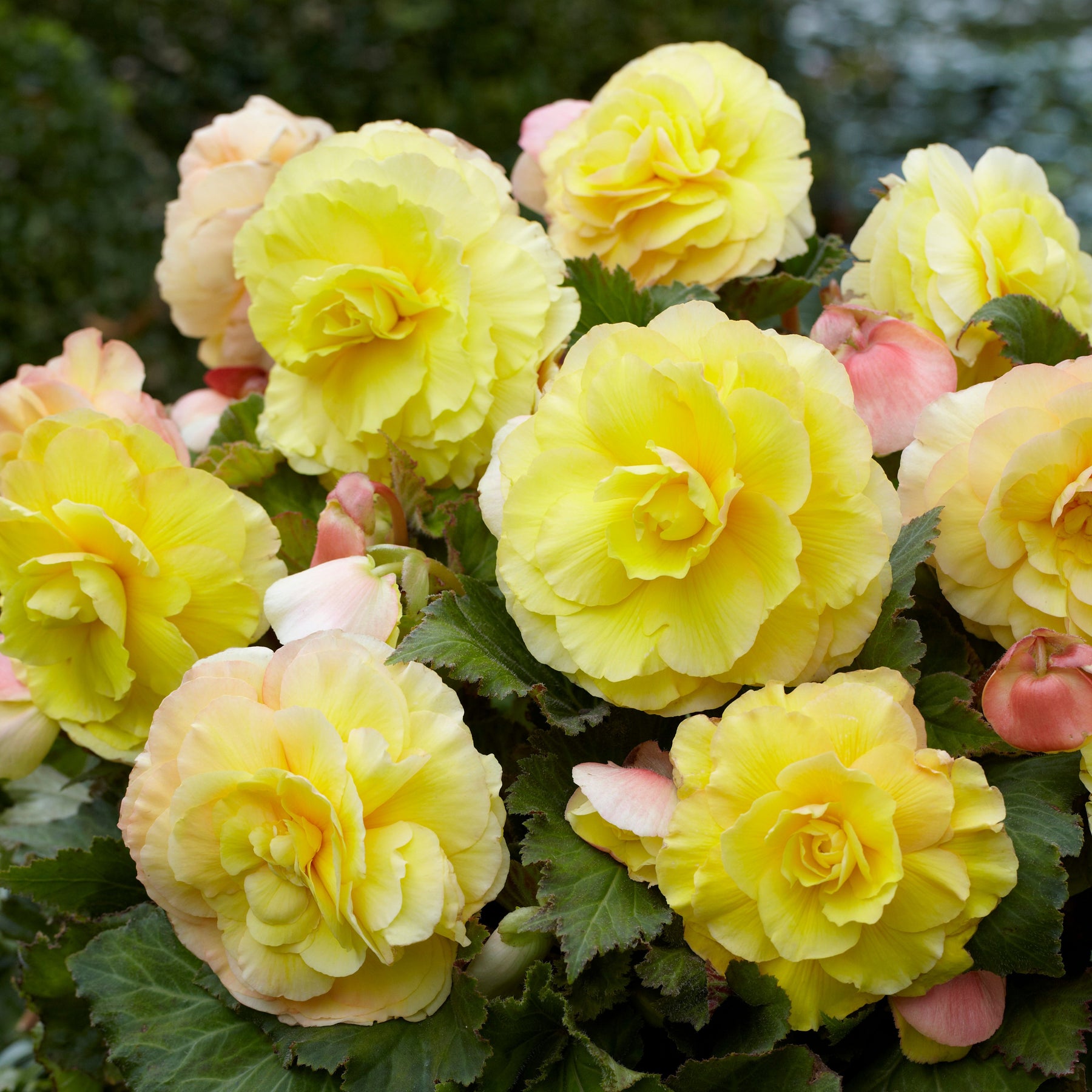 Dubbelbloemige begonia - geel (x5) - Begonia superba - Willemse