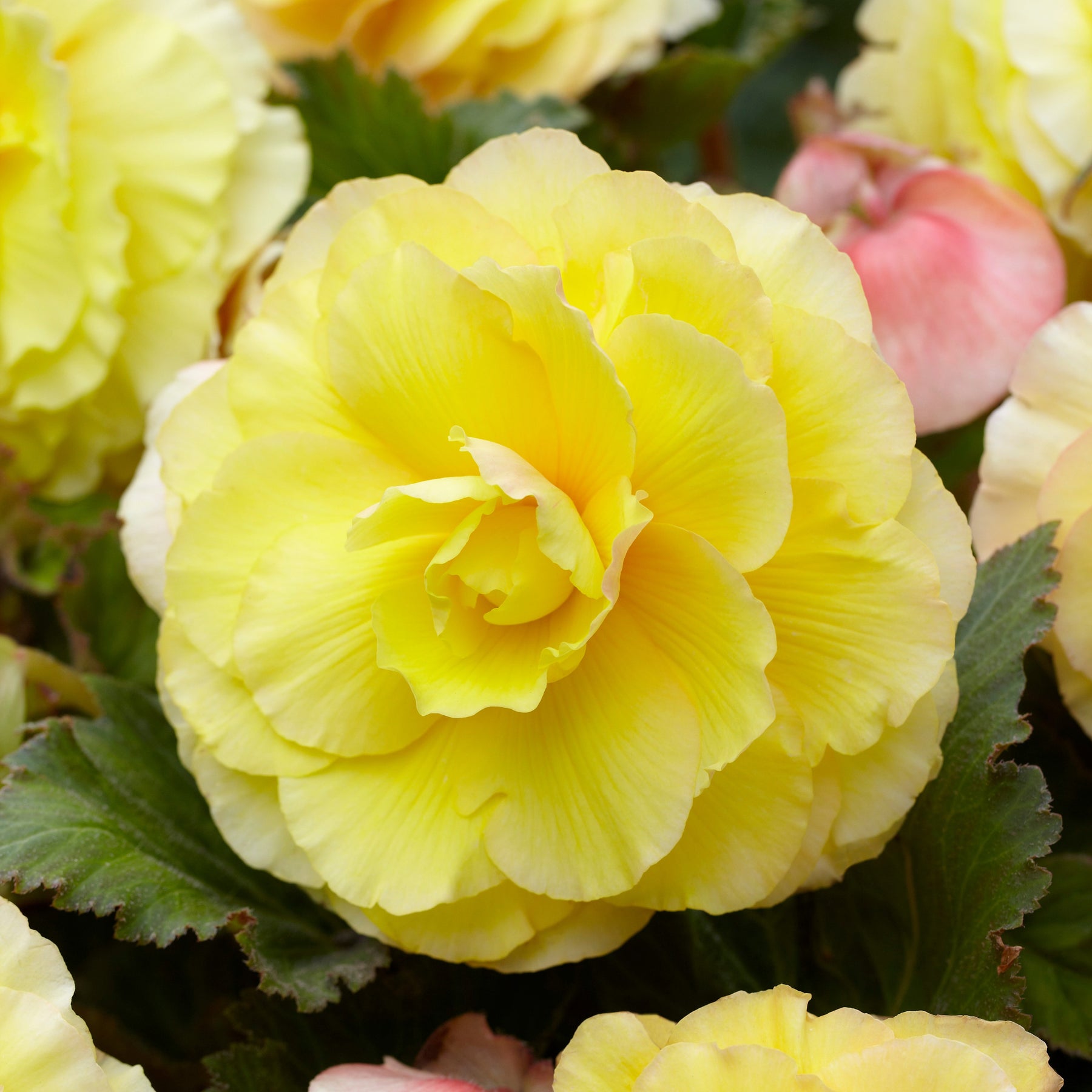 Dubbelbloemige begonia - geel (x5) - Willemse