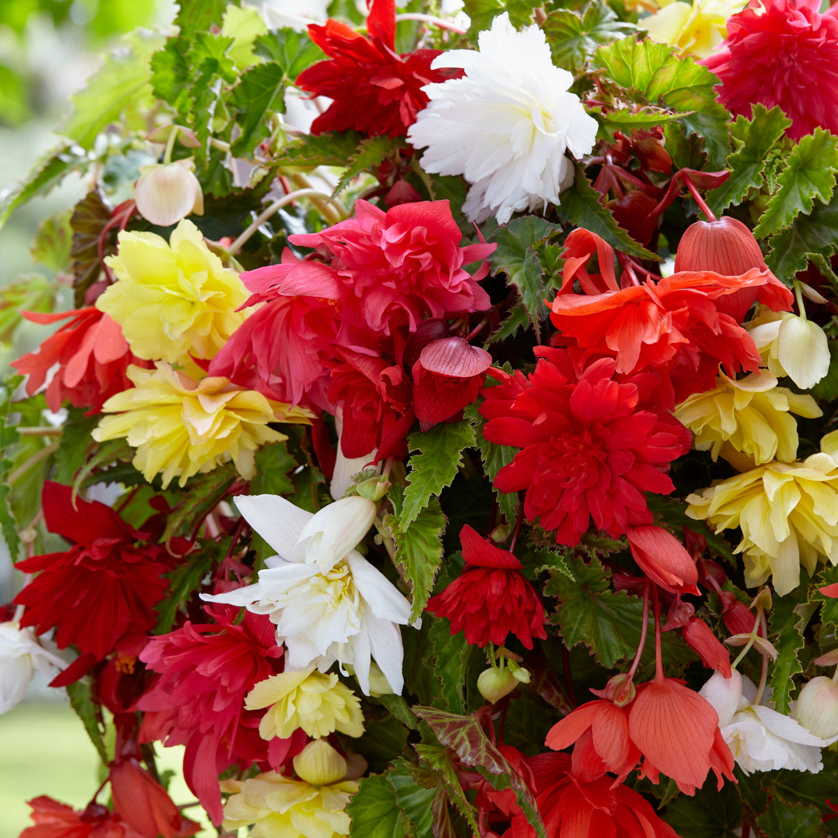 Enkelbloemige begonia Mix - Begonia pendula - Willemse