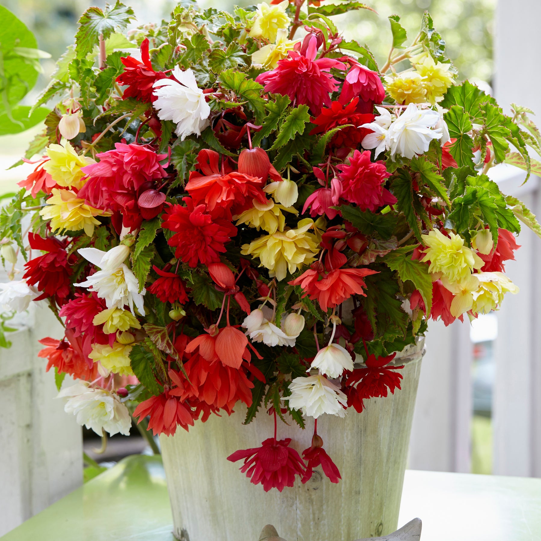 Enkelbloemige begonia Mix - Willemse
