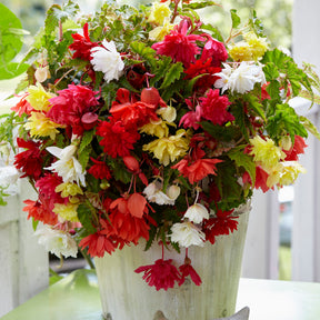Enkelbloemige begonia Mix - Willemse