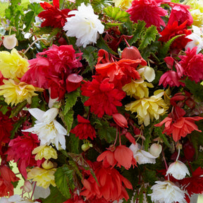 Begonia - Enkelbloemige begonia Mix - Begonia pendula