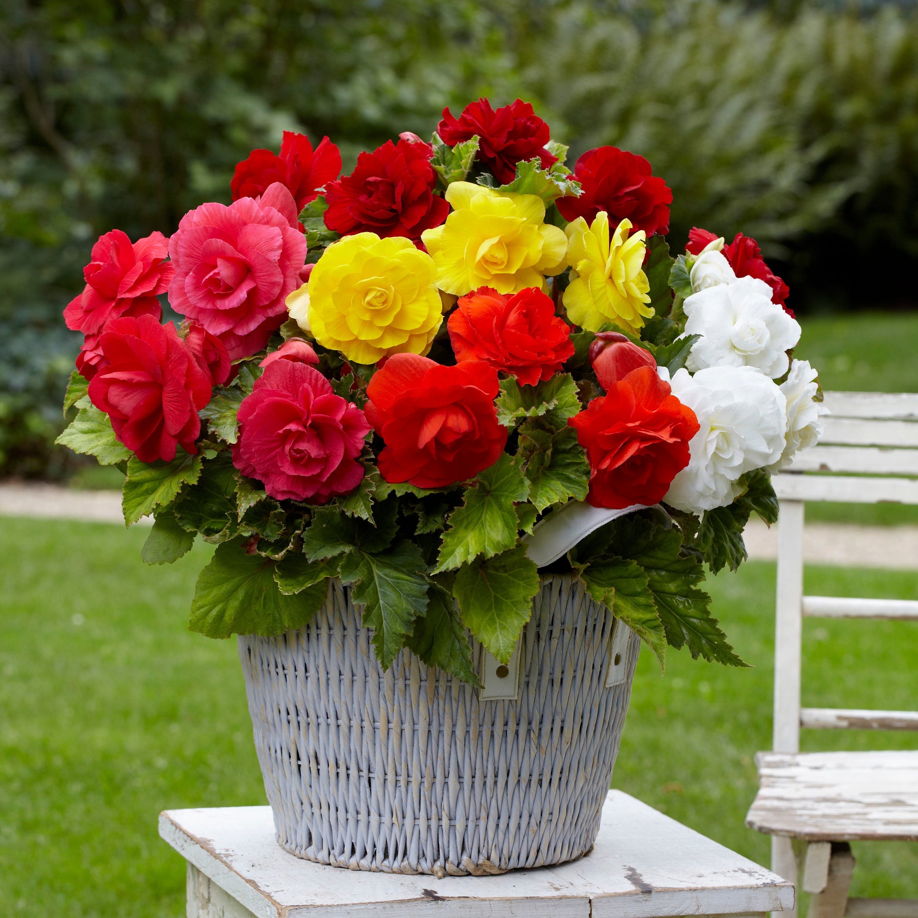 Dubbele begonia Mix - Willemse