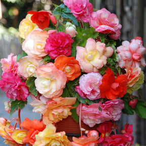 Begonia 'Splendid' Mix (x5) - Willemse