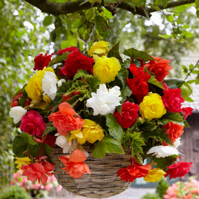 Grootbloemige hangbegonia Mix (x20) - Begonia - Willemse